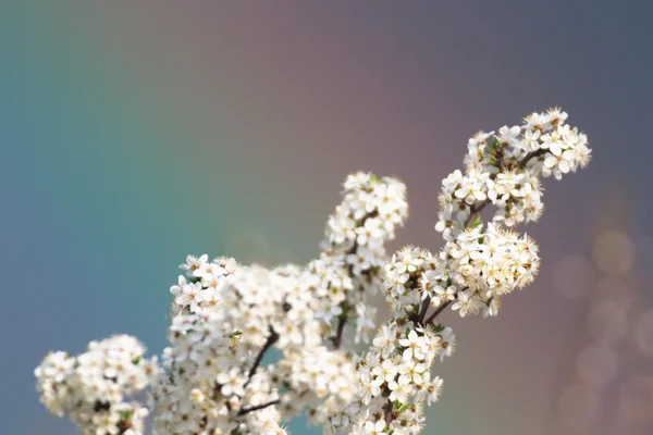 Obrázky přírody, přírodní řada — Stock fotografie