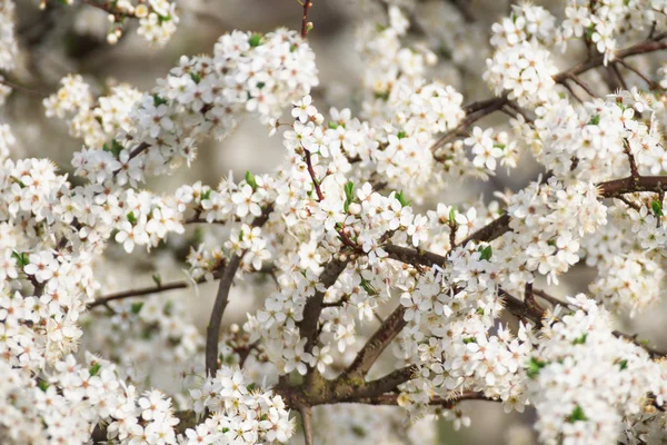 Zdjęcia przyrody, natura serii — Zdjęcie stockowe