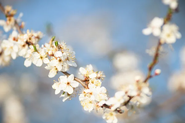 Immagini della natura, serie natura — Foto Stock