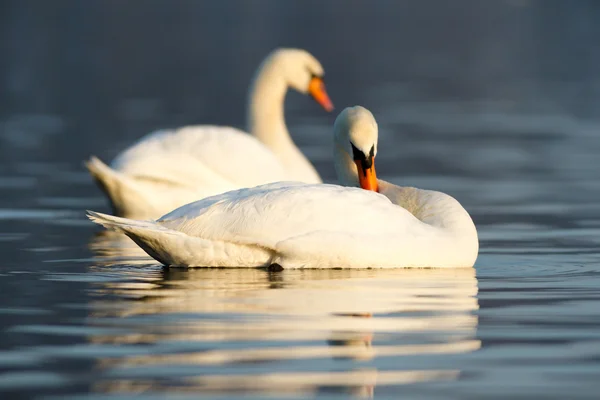 Bilder av naturen, naturen serien — Stockfoto