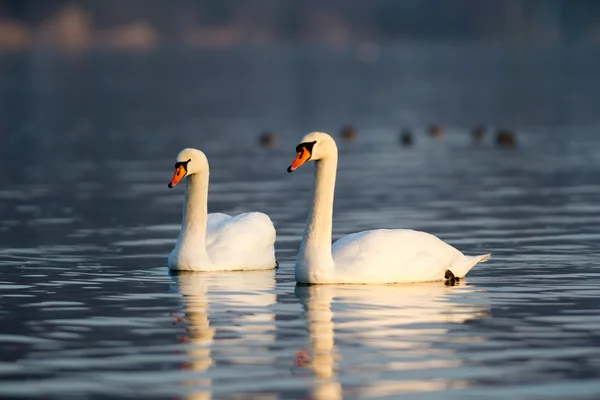 Zdjęcia przyrody, natura serii — Zdjęcie stockowe