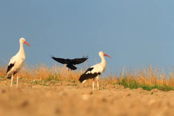 Immagini della natura, serie natura — Foto Stock