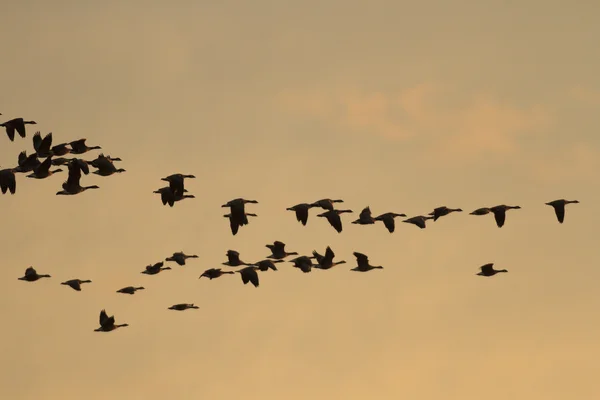 Obrázky přírody, přírodní řada — Stock fotografie