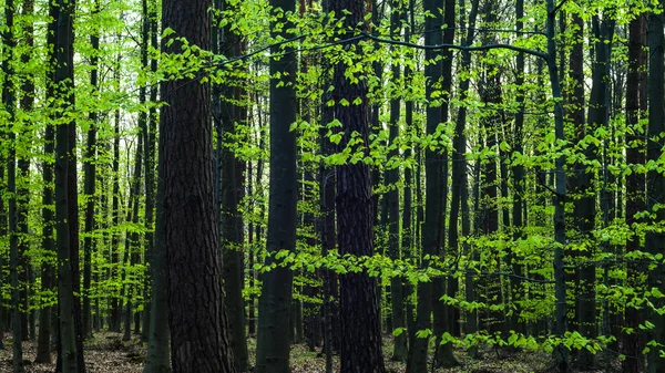 Bilder av naturen, naturserien – stockfoto