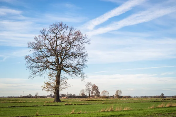 Bilder av naturen, naturen serien — Stockfoto