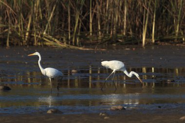 görüntü doğa serisi