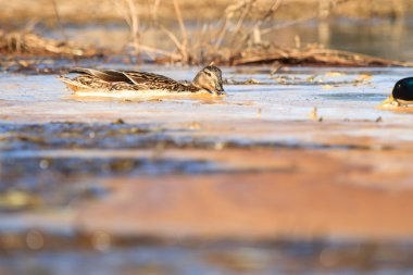 görüntü doğa serisi