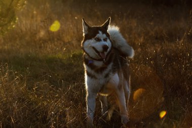 görüntü doğa serisi