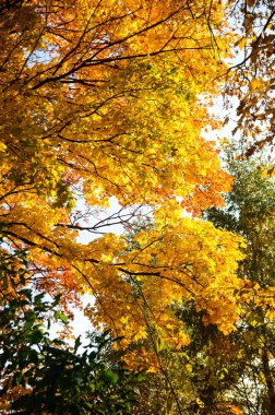 görüntü doğa serisi