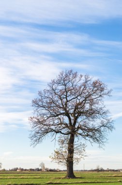 görüntü doğa serisi