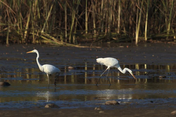 Obraz z serii natura — Zdjęcie stockowe