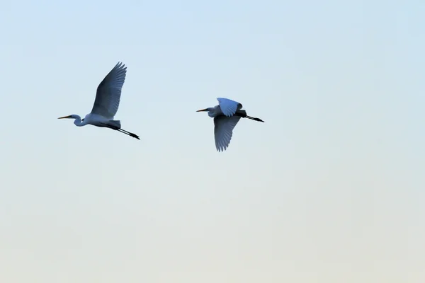 Bild från naturen-serien — Stockfoto