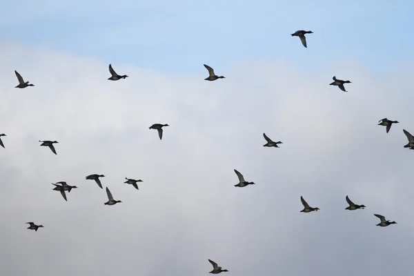 Immagine dalla serie natura — Foto Stock