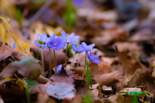 Image from nature series — Stock Photo, Image