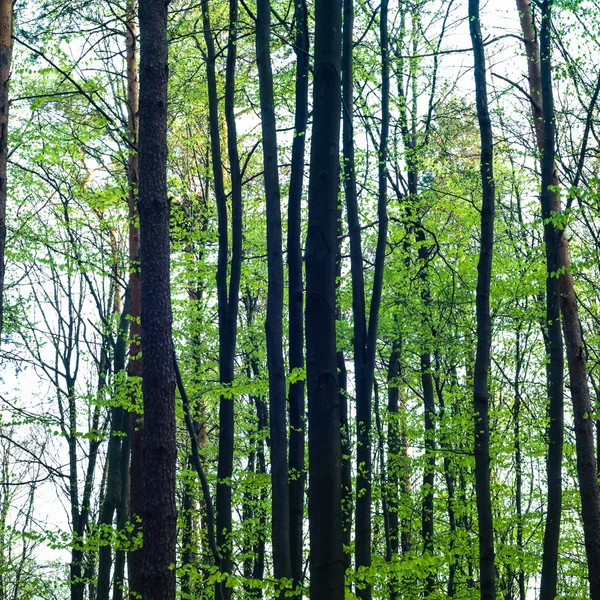 Obraz z serii natura — Zdjęcie stockowe