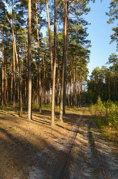 Obraz z serii natura — Zdjęcie stockowe