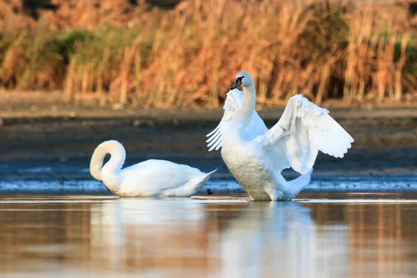 Obrázek ze série nature — Stock fotografie