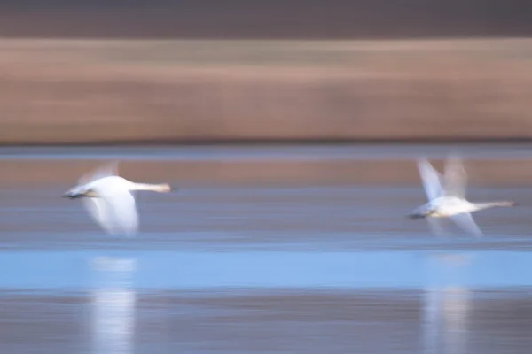 Bild från naturen-serien — Stockfoto