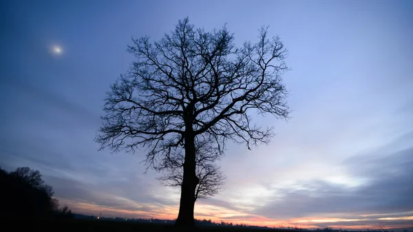 Beeld uit natuur-serie — Stockfoto