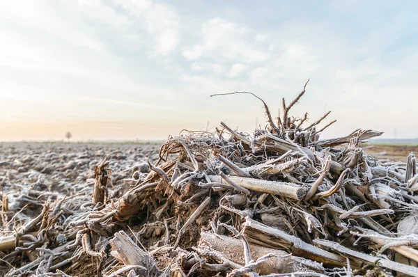 Immagine dalla serie natura — Foto Stock