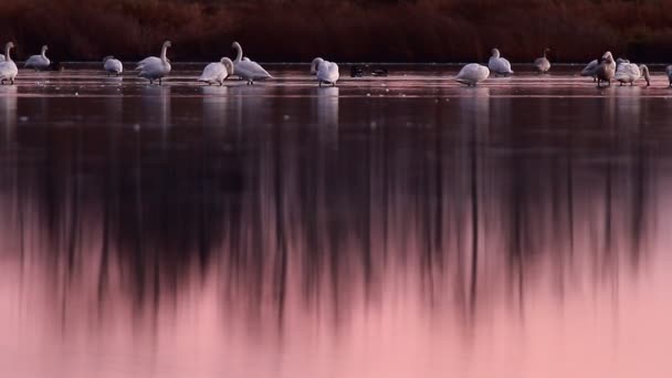 Fotage série nature — Stock video