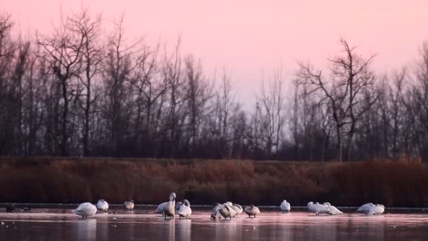 Fotage da serie di natura — Video Stock