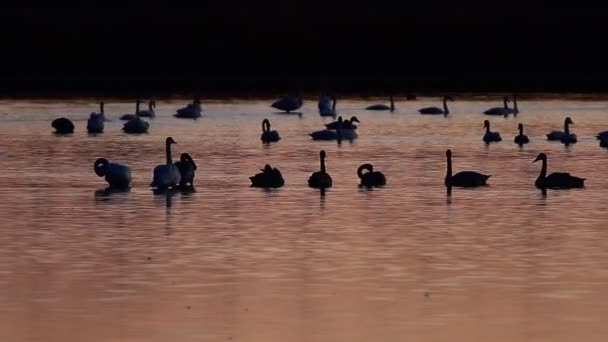 Fotage de la serie de la naturaleza — Vídeo de stock