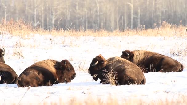 Fotage uit natuur-serie — Stockvideo