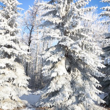 görüntü doğa serisi