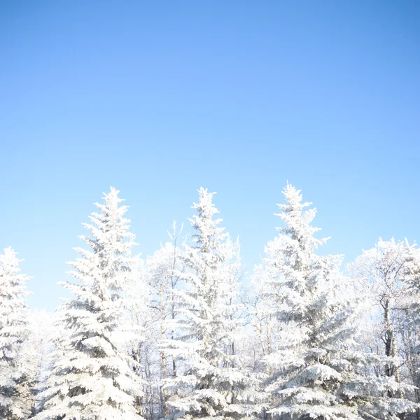 Bild aus der Natur-Serie — Stockfoto