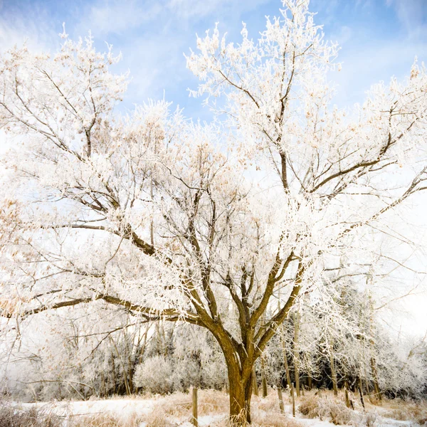 Obrázek ze série nature — Stock fotografie