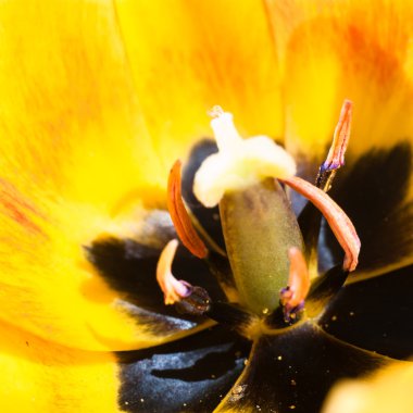 görüntü doğa serisi