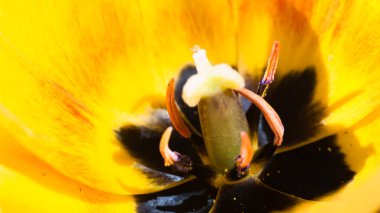 görüntü doğa serisi