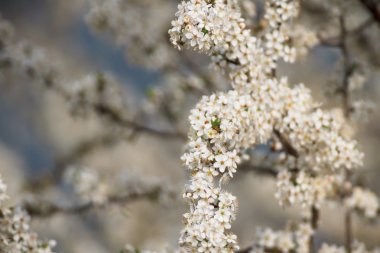görüntü doğa serisi