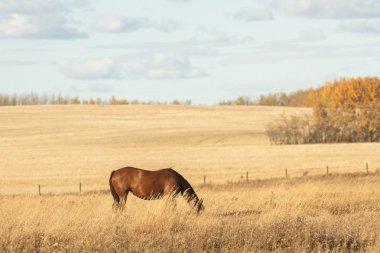 görüntü doğa serisi