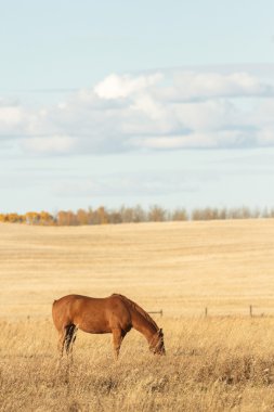 görüntü doğa serisi