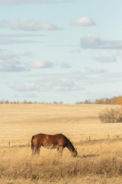 görüntü doğa serisi