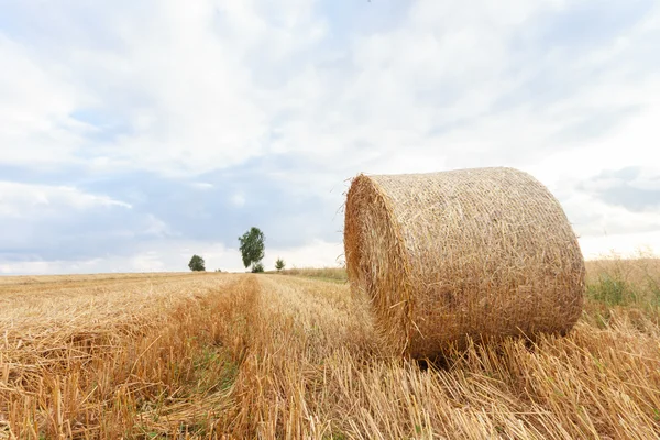 Bild aus der Natur-Serie — Stockfoto