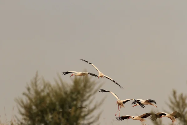 Immagine dalla serie natura — Foto Stock