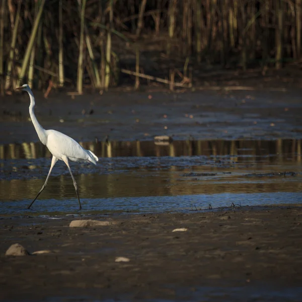 Obrázek ze série nature — Stock fotografie