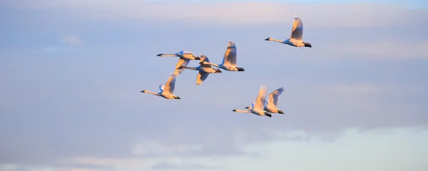 Imagen de la serie naturaleza —  Fotos de Stock