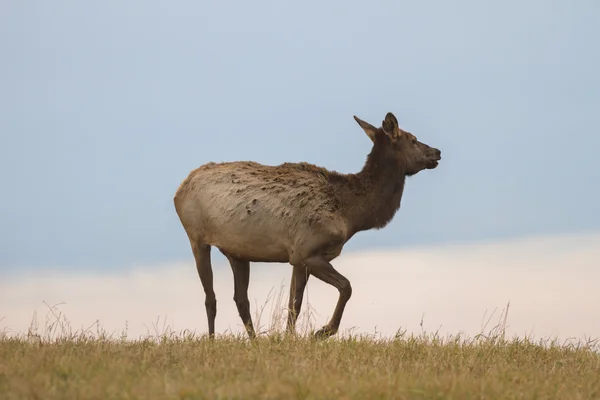 Beeld uit natuur-serie — Stockfoto