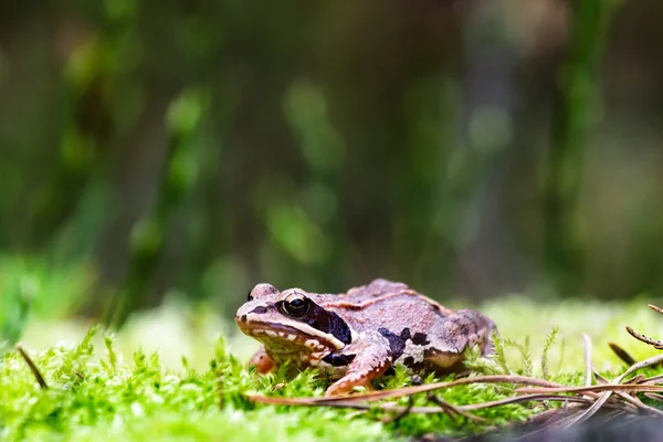 Image from nature series — Stock Photo, Image