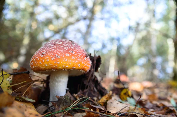 Bild från naturen-serien — Stockfoto