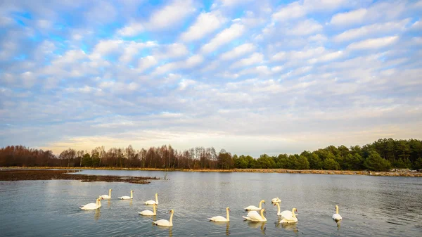 Immagine dalla serie natura — Foto Stock