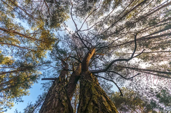 Imagem da série natureza — Fotografia de Stock