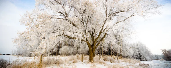 Obrázek ze série nature — Stock fotografie