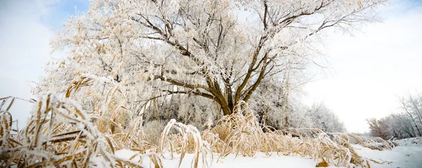 Immagine dalla serie natura — Foto Stock