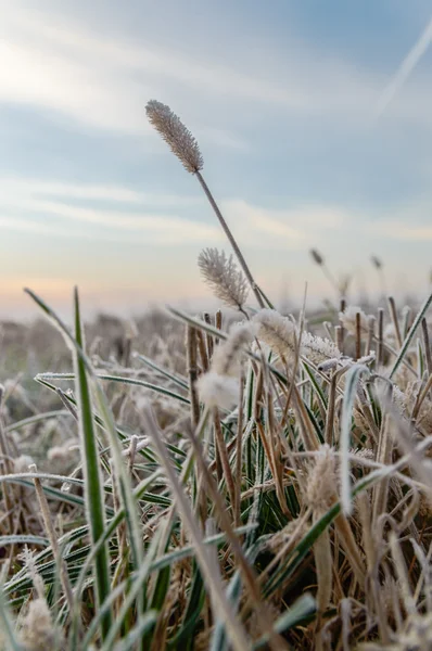 Bild aus der Natur-Serie — Stockfoto