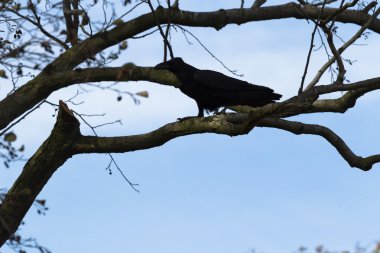 görüntü doğa serisi